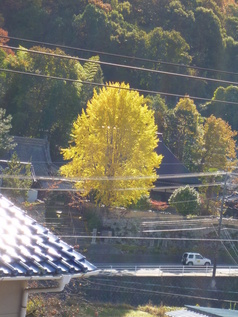 秋の一瞬の楽しみ！！