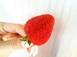 お父さんのイチゴ