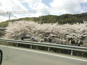 さくら～　さくら～