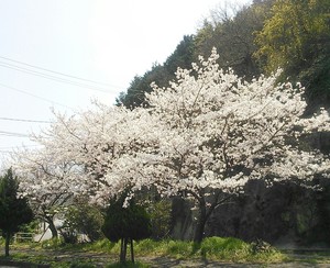 いよいよ　最後の大仕事？？