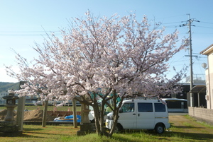 桜満開